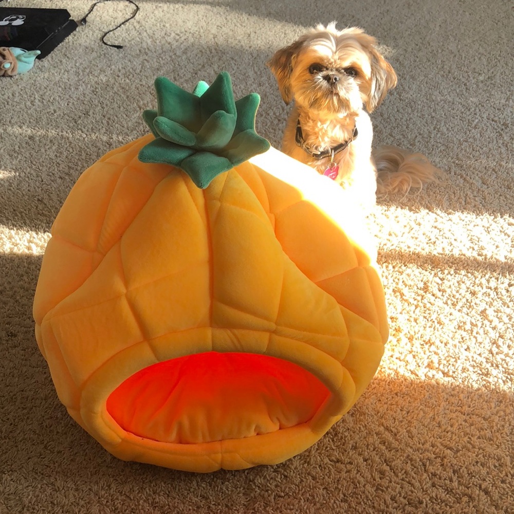 Cat Pineapple Bed- Dog thinks is stupid.
